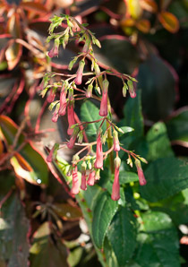 Aloe L. (aloe)