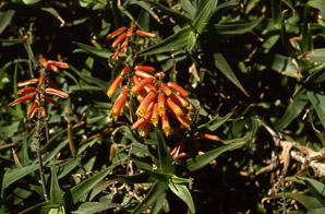 Aloe L. (aloe)