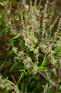 Ambrosia artemisiifolia (common ragweed, ragweed, bitterweed, annual ragweed, roman-wormwood, blackweed, carrot weed, hay fever weed, stammerwort, stickweed, tassel weed, American wormwood)