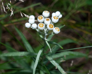 Anaphalis margaritacea (pearly everlasting, western pearly everlasting)