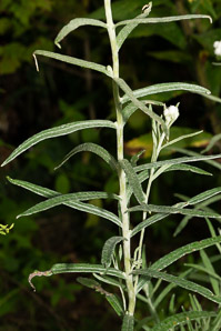 Anaphalis margaritacea (pearly everlasting, western pearly everlasting)