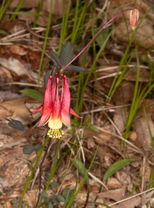 Aquilegia canadensis (red columbine, American columbine, Eastern columbine, Canada columbine, meetinghouses, rock bells, honeysuckle, rock lily, cluckies, jack-in-trousers, wild honeysuckle, granny’s bonnets, dancing fairies, wild columbine)