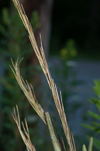 Arabis glabra (tower mustard, tower rockcress)