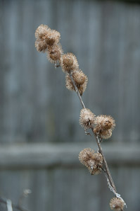 Arctium minus (burdock, common burdock, lesser burdock)