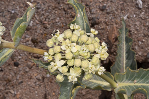 Asclepias erosa (desert milkweed)