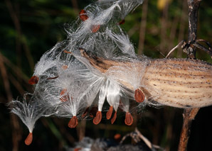 Asclepias syriaca (common milkweed, milkweed)