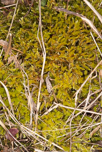 Aulacomnium palustre (bog groove-moss, ribbed bog moss, aulacomnium moss)