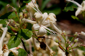 Azalea ‘Weston’s (azalea)