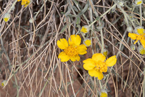 Baileya pauciradiata (laxflower, Colorado desert marigold, Colorodo Desert Marigold)
