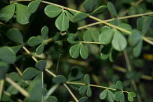 Baptisia tinctoria (wild indigo, yellow false indigo, horseflyweed, rattleweed)