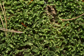 Bazzania trilobata (leafy liverwort, greater whipwort, millipede plant)