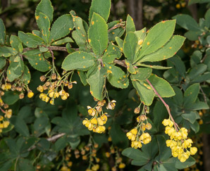 Berberis koreana (Korean barberry)