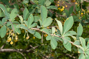 Berberis koreana (Korean barberry)