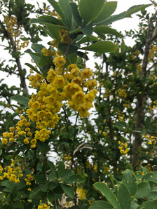 Berberis koreana (Korean barberry)