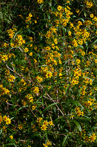 Bidens laevis (bur-marigolds, sticktights, smooth beggartick, smooth bidens, smooth bur marigold, larger bur marigold)