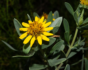 Borrichia frutescens (sea oxeye, bushy seaside tansy)