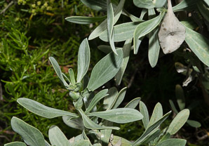 Borrichia frutescens (sea oxeye, bushy seaside tansy)
