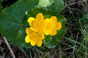 Caltha palustris (marsh marigold, kingcup, yellow marsh marigold)