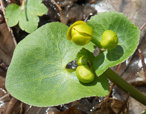 Caltha palustris (marsh marigold, kingcup, yellow marsh marigold)