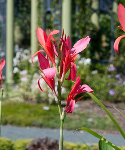 Canna ×generalis (canna)