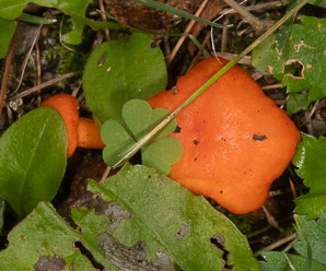 Cantharellus cinnabarinus (cinnabar chanterelle, apricot chanterelle)
