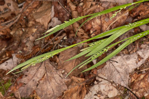 Carex blanda (common woodland sedge, eastern woodland sedge)
