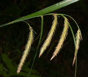 Carex gynandra (nodding sedge)