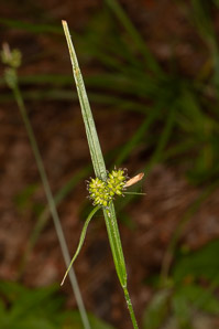 Carex pallescens (pale sedge)