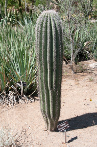 Carnegiea gigantea (saguaro, giant saguaro)