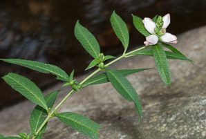 Chelone glabra (turtlehead, snake-head, turtle-bloom, shellflower, bitter herb, white chelone, white turtlehead)