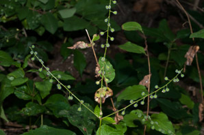 Circaea lutetiana (enchanter’s nightshade, broadleaf enchanter’s nightshade)