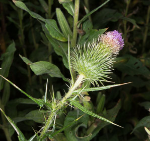 Cirsium vulgare (bull thistle)