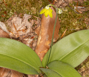 Clintonia borealis (yellow clintonia, bluebead lily, blue-bead lily, clintonia, Clinton’s lily, corn lily, cow tongue, yellow beadlily, yellow bluebeadlily, snakeberry, dogberry, straw lily, bluebead)