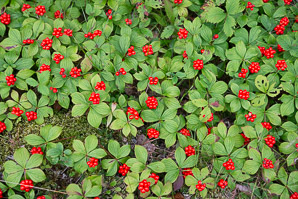 Cornus canadensis (bunchberry, Canadian dwarf cornel, Canadian bunchberry, crackerberry, bunchberry dogwood)