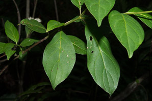 Cornus foemina (swamp dogwood, stiff dogwood)