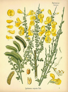 Cytisus scoparius (common broom, scotch broom)