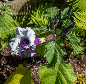 Datura metel (dhatūra (धतूरा), Indian thornapple, Hindu datura, metel, devil’s trumpet, angel’s trumpet)
