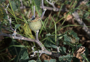 Datura wrightii (angel’s trumpet, sacred thorn-apple, sacred datura, western jimson weed, belladonna, toloache, Jimsonweed, thorn-apple, angel trumpet)