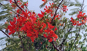 Delonix regia (royal poinciana, flamboyant)