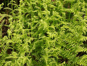 Dennstaedtia punctilobula (hay-scented fern, eastern hayscented fern)