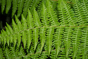 Dennstaedtia punctilobula (hay-scented fern, eastern hayscented fern)