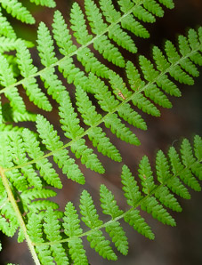 Dennstaedtia punctilobula (hay-scented fern, eastern hayscented fern)