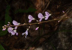 Desmodium nudiflorum (naked tick-trefoil, nakedflower ticktrefoil)