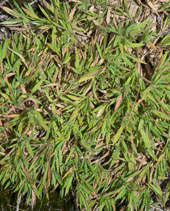 Dichanthelium acuminatum (woolly panicum, tapered rosette grass)