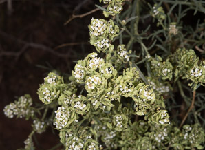 Dimorphocarpa wislizeni (spectacle pod, touristplant, Wizlizeni’s spectaclepod)