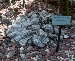 Dioscorea macrostachya (elephant’s foot, yam)