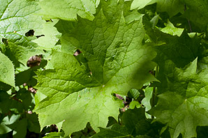 Diphylleia cymosa (umbrella leaf, American umbrella-leaf, American umbrellaleaf)