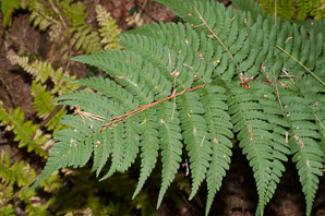 Dryopteris marginalis (marginal wood fern, marginal woodfern)