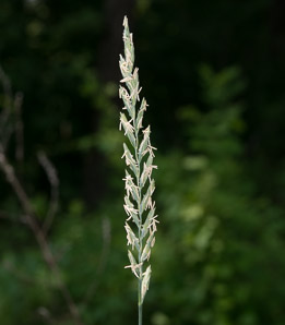 Elymus repens (couch grass, quackgrass)