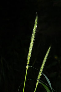 Elymus virginicus (Virginia wildrye)
